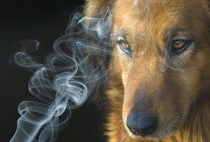 what incense are bad for dogs