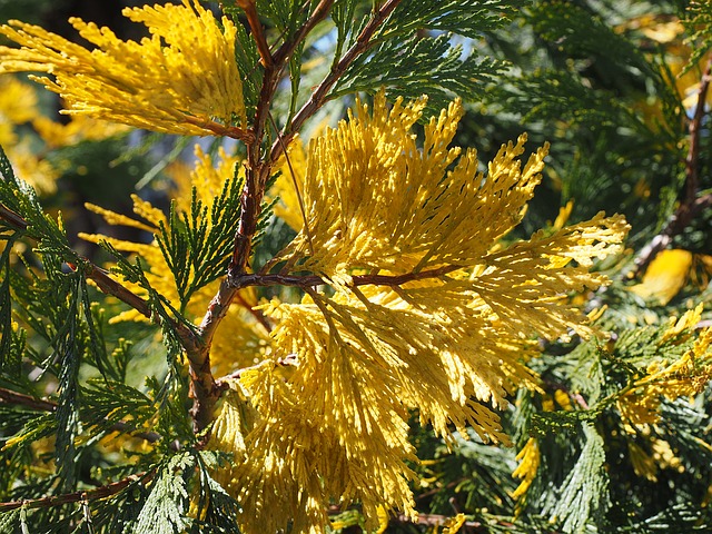 Yellow Cedar Tree Branch