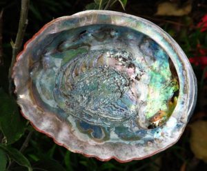 abalone shell smudging 