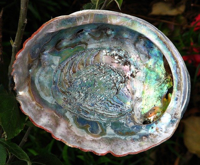 abalone shell smudge