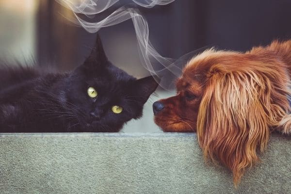 Cat and dog candles smoke