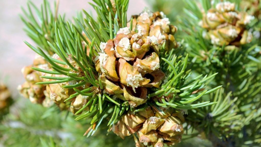 Pinon pine